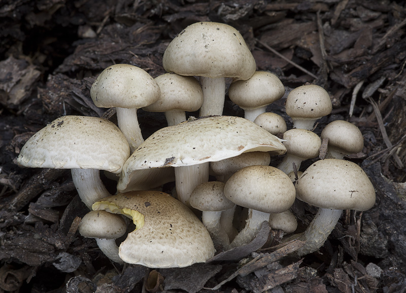 Pholiota gummosa